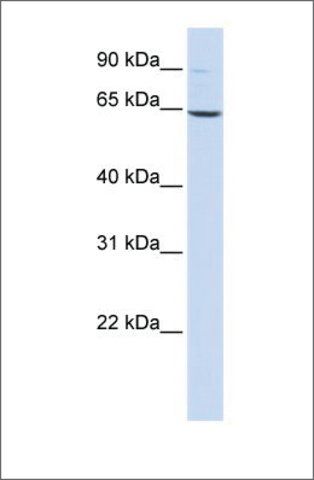 Anti-LTA4H antibody produced in rabbit