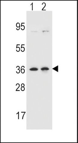 ANTI-LUZP2 (N-TERM) antibody produced in rabbit