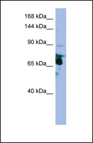 Anti-LRRC8A antibody produced in rabbit