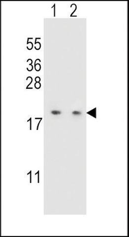 ANTI-LSM7 (C-TERM) antibody produced in rabbit