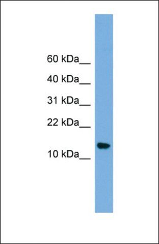 Anti-LSM8, (N-terminal) antibody produced in rabbit