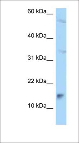 Anti-MAGOHB antibody produced in rabbit