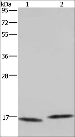 Anti-MAP1LC3C antibody produced in rabbit