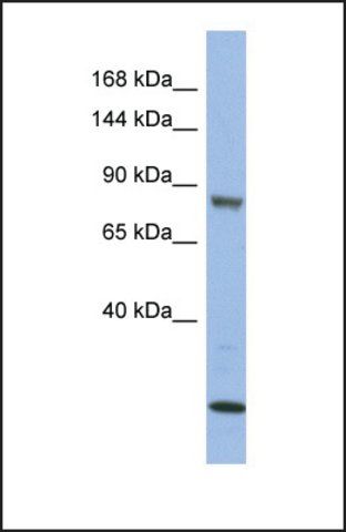 Anti-MAP3K11 antibody produced in rabbit