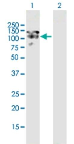 Anti-MAP1S antibody produced in mouse