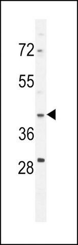 ANTI-MAP1D (N-TERM) antibody produced in rabbit