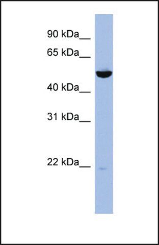 Anti-MAP2K7 antibody produced in rabbit