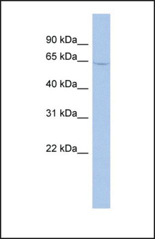 Anti-MAOA, (N-terminal) antibody produced in rabbit