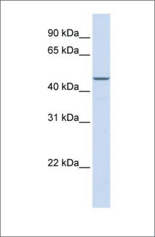 Anti-MAP2K2 antibody produced in rabbit