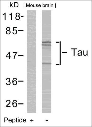 Anti-MAPT (Ab-262) antibody produced in rabbit