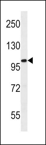 ANTI-FIL1L(N-TERMINAL) antibody produced in rabbit