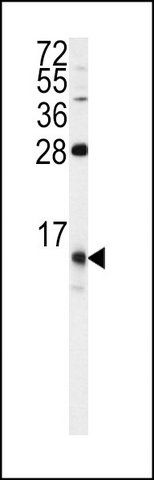 ANTI-FKBP1B (N-TERM) antibody produced in rabbit