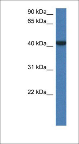 Anti-FGGY antibody produced in rabbit