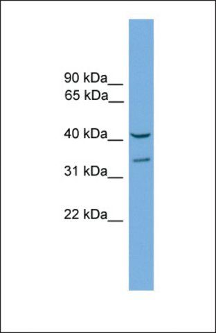 Anti-FKHL18, (C-terminal) antibody produced in rabbit