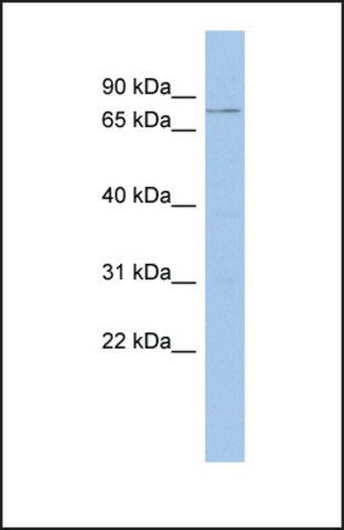 Anti-FLJ35848, (C-terminal) antibody produced in rabbit