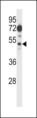 ANTI-FIZ1(C-TERMINAL) antibody produced in rabbit