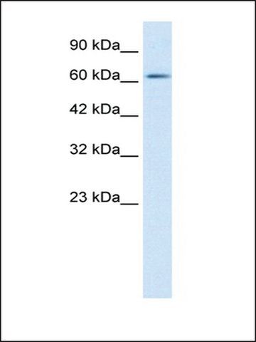 Anti-FLJ12644 antibody produced in rabbit