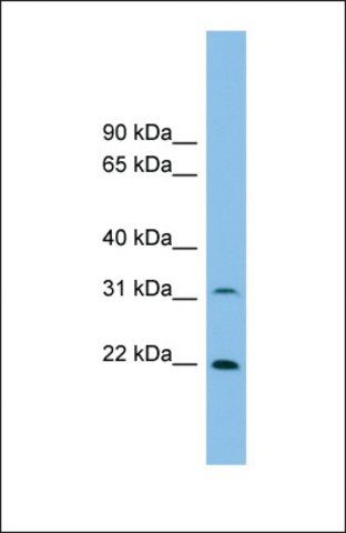 Anti-FOXN2, (N-terminal) antibody produced in rabbit