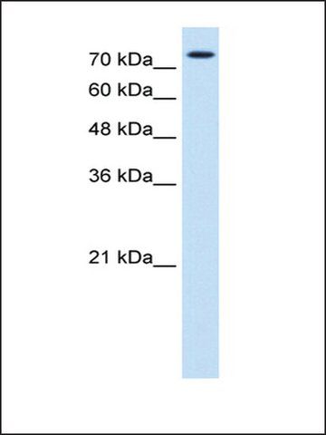 Anti-FOXK1 antibody produced in rabbit