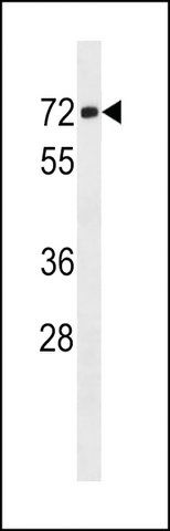 ANTI-GMCL1L(C-TERMINAL) antibody produced in rabbit