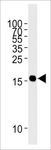 ANTI-GMFG antibody produced in mouse