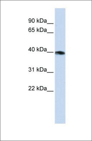 Anti-GNAZ antibody produced in rabbit