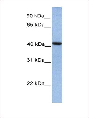 Anti-GMPPA antibody produced in rabbit