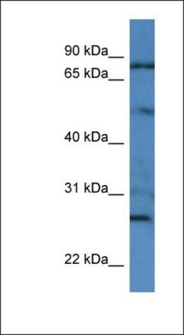 Anti-GOLGA1 antibody produced in rabbit