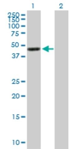 Anti-GNA15 antibody produced in mouse