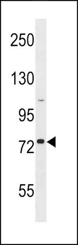 ANTI-GOLGA8H(N-TERMINAL) antibody produced in rabbit