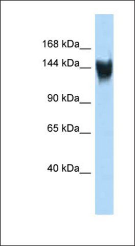 Anti-GM6185 antibody produced in rabbit