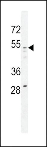 ANTI-GOG8A (N-TERMINAL) antibody produced in rabbit