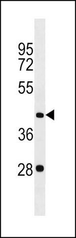 ANTI-GOLGA8E (N-TERM) antibody produced in rabbit