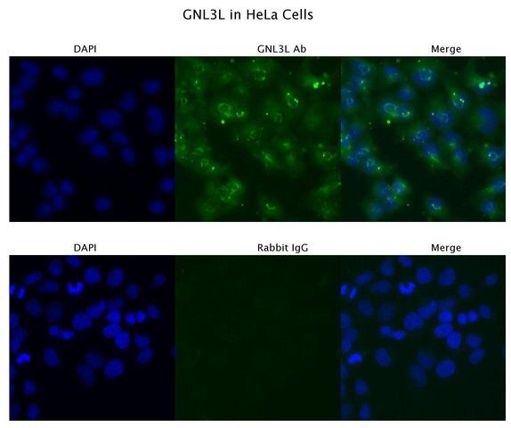 Anti-GNL3L, (N-terminal) antibody produced in rabbit