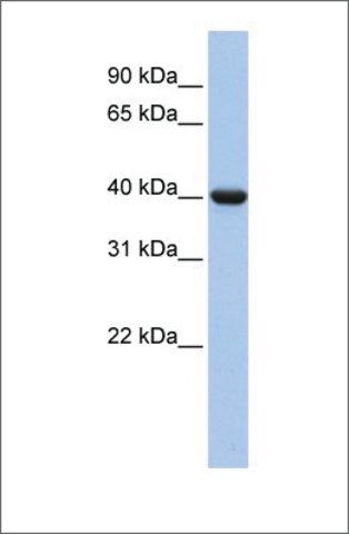 Anti-GNAI2 (ab1) antibody produced in rabbit