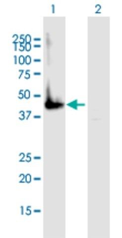 Anti-GNA14 antibody produced in mouse