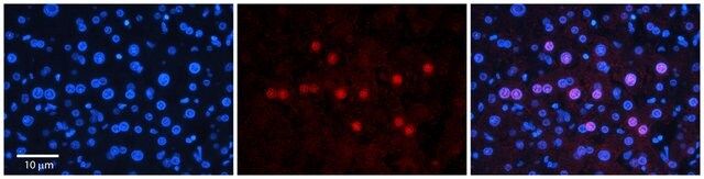 Anti-GNL3L, (N-terminal) antibody produced in rabbit