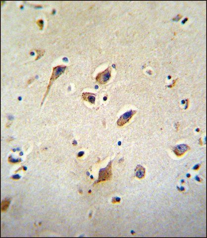 ANTI-GOT1L1 (C-TERM) antibody produced in rabbit