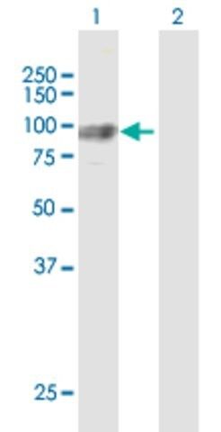 Anti-GNS antibody produced in rabbit