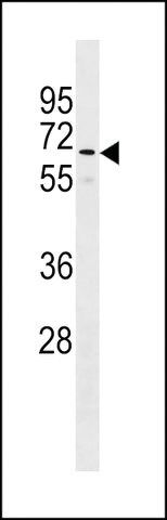 ANTI-GOLGA8B(N-TERMINAL) antibody produced in rabbit