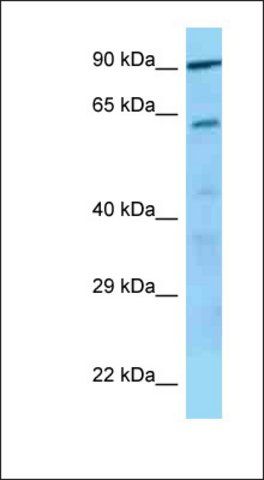 Anti-GP5 antibody produced in rabbit