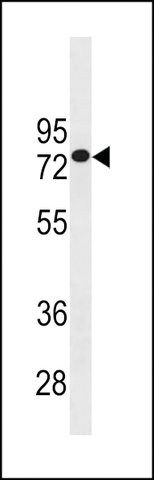 ANTI-GOLGA8J(N-TERMINAL) antibody produced in rabbit