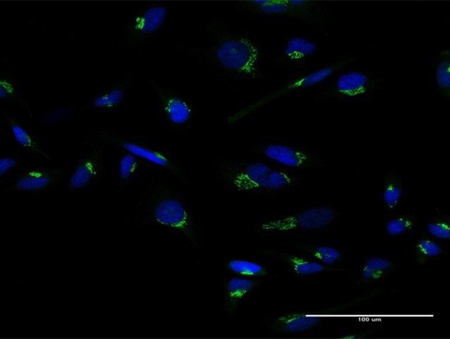 Anti-GOLPH2 antibody produced in mouse