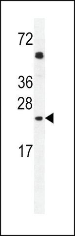 ANTI-GOLGA2L1(C-TERMINAL) antibody produced in rabbit