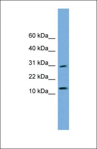 Anti-GOLGA7, (N-terminal) antibody produced in rabbit