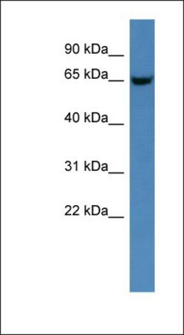 Anti-GNS antibody produced in rabbit