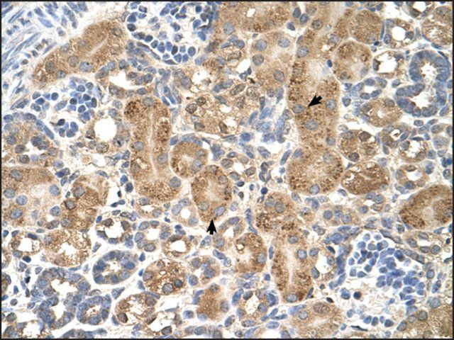 Anti-GPAA1 antibody produced in rabbit