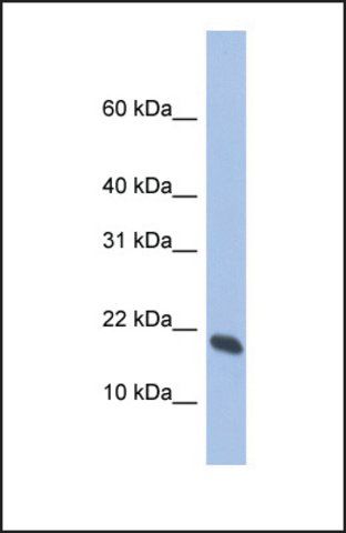 Anti-GMFG antibody produced in rabbit