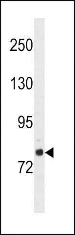 ANTI-GOLGA6L2(N-TERMINAL) antibody produced in rabbit