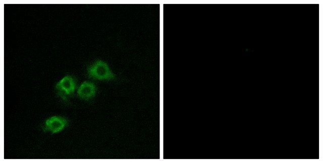 Anti-GPR1 antibody produced in rabbit